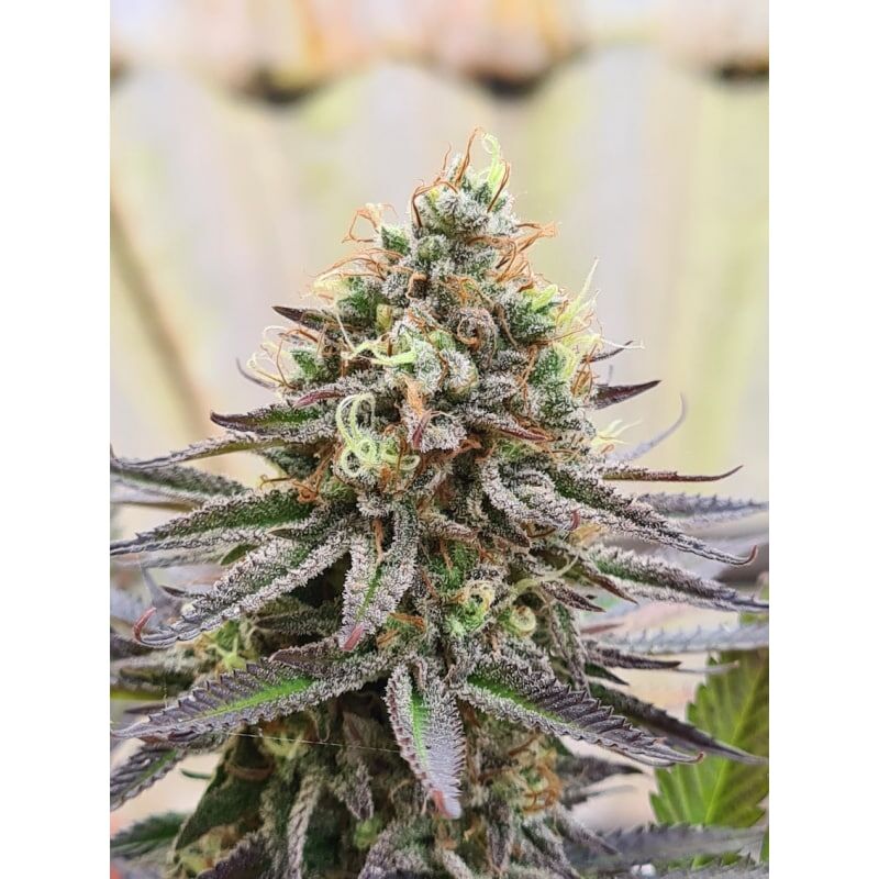 Gorilla Super Glue, Фасовка: 5, изображение 4